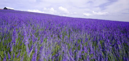 campo di lavanda