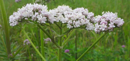 valeriana