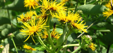 Inula helenium