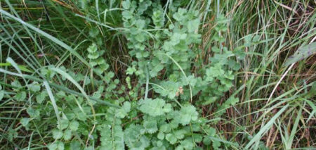 pimpinella