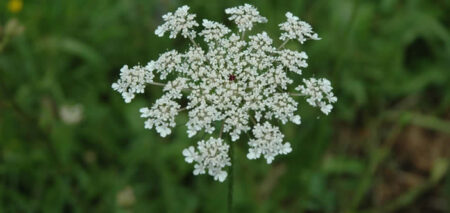 achillea selvatica