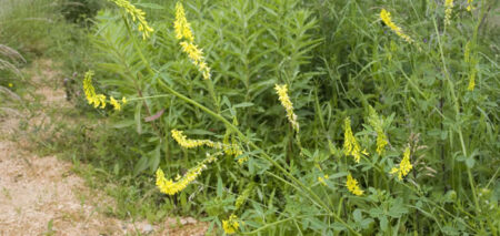 Melilotus officinalis