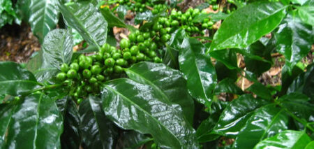 coffea arabica