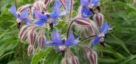 Borago officinalis