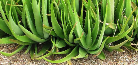 aloe vera