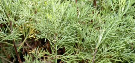 Artemisia abrotanum