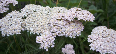 achillea millefoglie