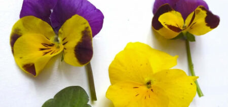 viola mammola